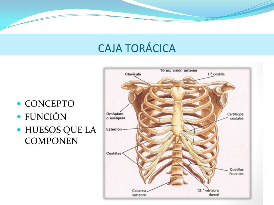 Son la que toracica conforman cuales caja huesos los